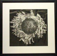 Black-and-white framed photograph of a wilted sunflower with drooping petals, centered against a dark background.